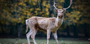 ACCA (Association communale de chasse agréée)