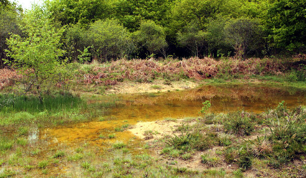 Lande de la Saumagne